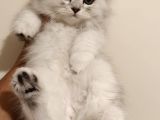 çiçek misali British shorthair dişi