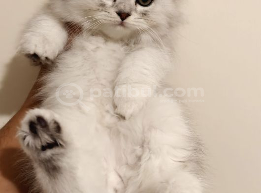 Çiçek Misali British Shorthair Dişi