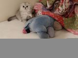 Çiçek Misali British Shorthair Dişi