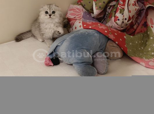 Çiçek Misali British Shorthair Dişi görsel