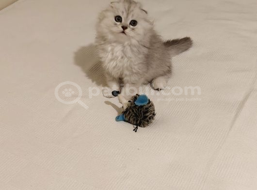 Efso Scottish Fold Erkek