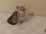 Çiçek Misali British Shorthair Dişi