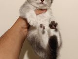 boncuk Scottish fold dişi