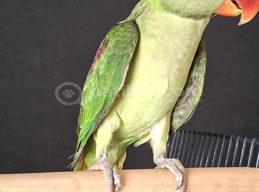Erkek Jumbo Boy görsel