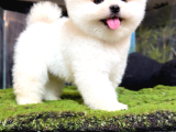 Pomeranian Yavrularımız Gelmiştir