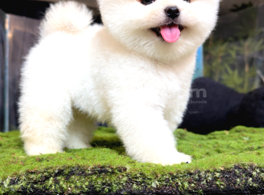 Pomeranian yavrularımız gelmiştir