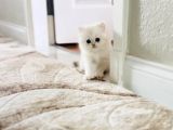 Oyuncu British Longhair Dişi Erkek Bebek