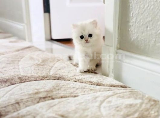 Oyuncu British Longhair Dişi Erkek Bebek görsel