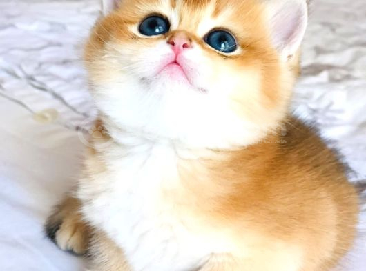 A Kali̇te Bri̇thi̇ş Şhorthai̇r Golden Yavrular görsel