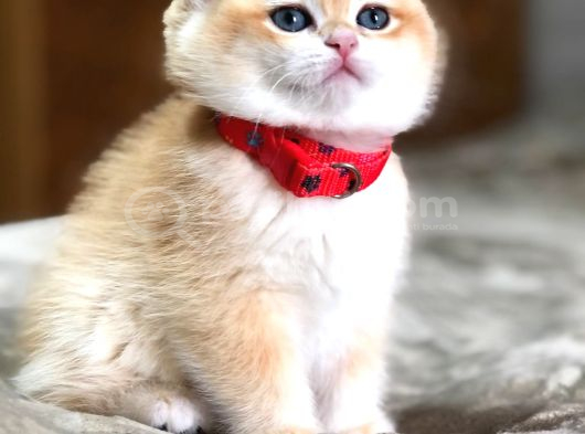 A Kali̇te Bri̇thi̇ş Şhorthai̇r Golden Yavrular görsel
