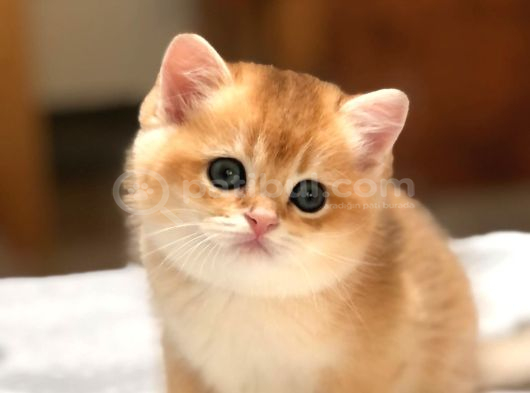 A Kali̇te Bri̇thi̇ş Şhorthai̇r Golden Yavrular görsel