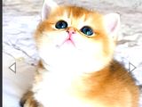A KALİTE BRİTHİŞ ŞHORTHAİR GOLDEN YAVRULAR
