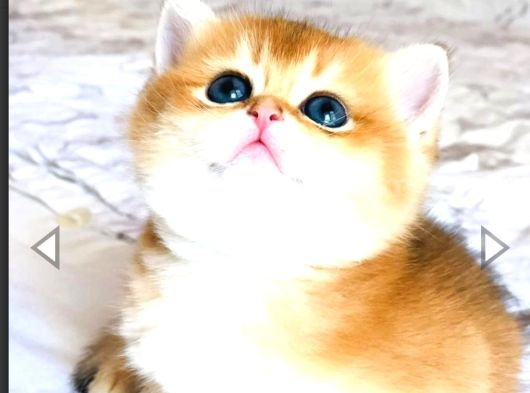 A Kali̇te Bri̇thi̇ş Şhorthai̇r Golden Yavrular