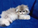Mükemmel Güzellikte Scottish Fold Blue Gold Yavrumuz