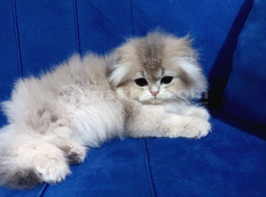 Mükemmel Güzellikte Scottish Fold Blue Gold Yavrumuz görsel