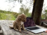 Maltipoo Yavrular