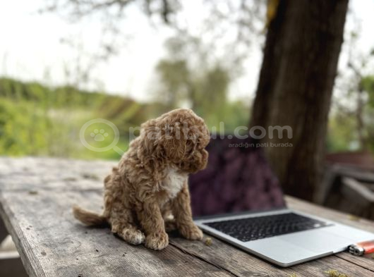 Maltipoo Yavrular görsel
