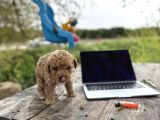 Maltipoo yavrular