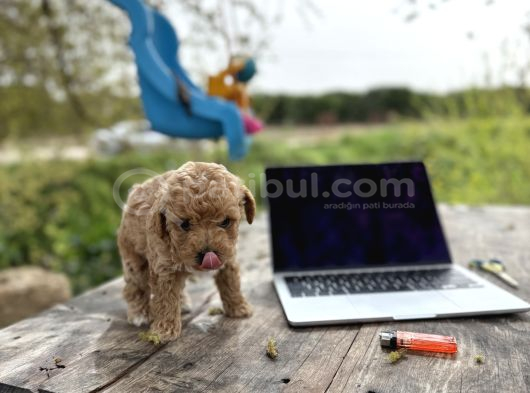 Maltipoo Yavrular