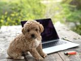 Maltipoo Yavrular