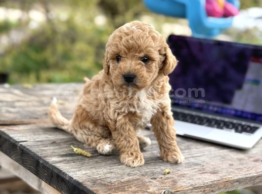 Maltipoo Yavrular görsel