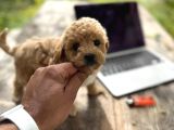 Maltipoo Yavrular