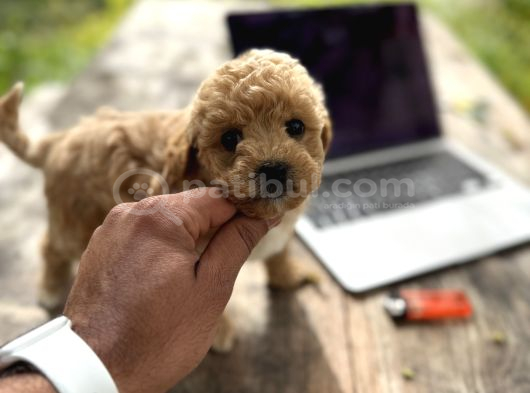 Maltipoo Yavrular görsel
