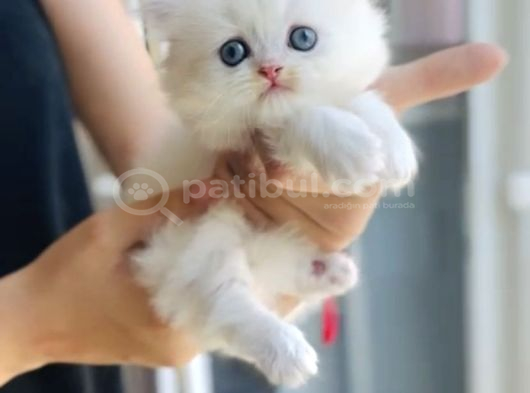 Oyuncu British Longhair Dişi Erkek Bebek görsel