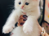 Kartopu Gibi Beyaz British Shorthair Erkek Bebek