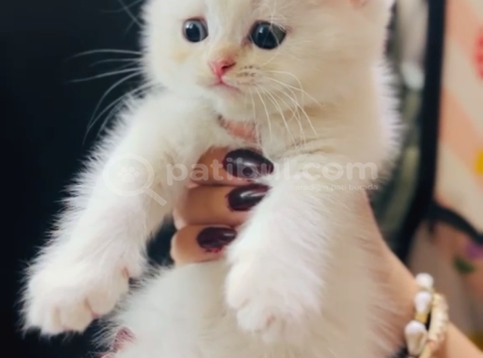Kartopu Gibi Beyaz British Shorthair Erkek Bebek görsel