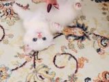 Kartopu Gibi Beyaz British Shorthair Erkek Bebek