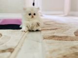Oyuncu British Longhair Dişi Erkek Bebek