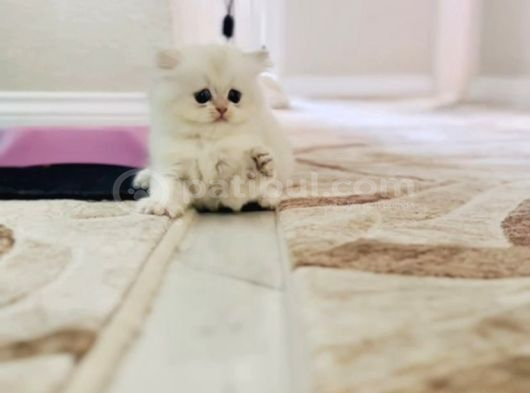 Oyuncu British Longhair Dişi Erkek Bebek görsel