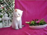 Kartopu gibi beyaz British shorthair erkek bebek