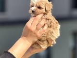 F1 Miniboy Maltipoo Cis Egitimli Bebekler