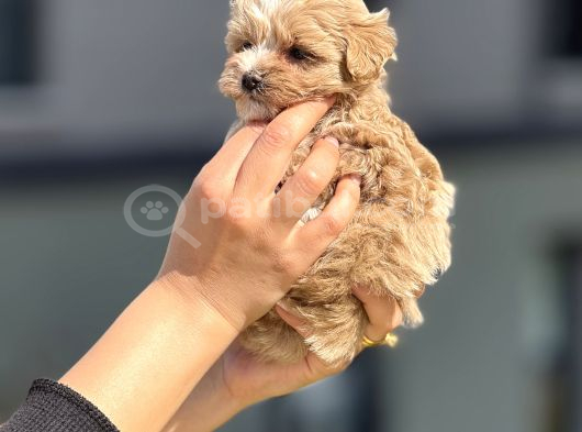 F1 Miniboy Maltipoo Cis Egitimli Bebekler görsel