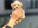 F1 Miniboy Maltipoo Cis Egitimli Bebekler