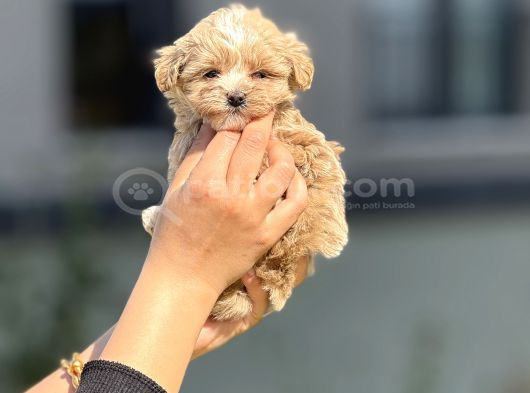 F1 Miniboy Maltipoo Cis Egitimli Bebekler görsel