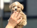 F1 miniboy maltipoo cis egitimli bebekler