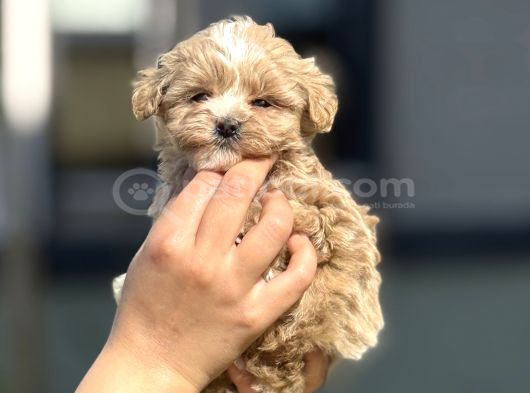 F1 Miniboy Maltipoo Cis Egitimli Bebekler