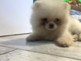 Orjinal Pomeranian Boo Erkek Dişi 2 Aylık Yavru