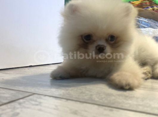 Orjinal Pomeranian Boo Erkek Dişi 2 Aylık Yavru görsel