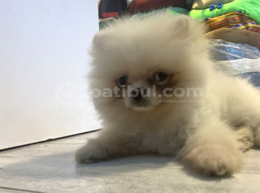 Orjinal Pomeranian Boo Erkek Dişi 2 Aylık Yavru görsel