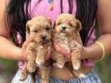 Tatlılık Abidesi Teacup Maltipoo Bebekler