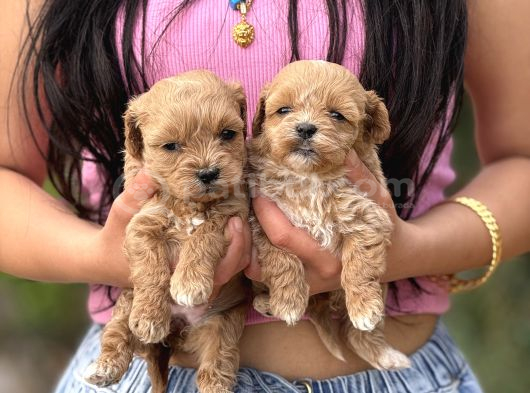 Tatlılık Abidesi Teacup Maltipoo Bebekler görsel