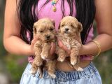 Tatlılık Abidesi Teacup Maltipoo Bebekler
