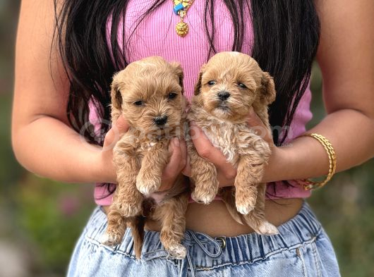 Tatlılık Abidesi Teacup Maltipoo Bebekler görsel