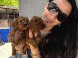 Maltipoo Yavrularım Sağlık Ve Irk Garanti̇li