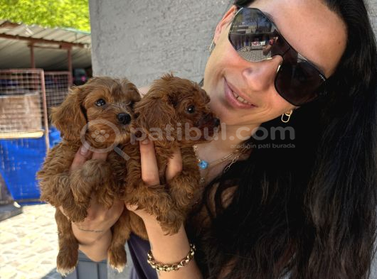 Maltipoo Yavrularım Sağlık Ve Irk Garanti̇li görsel