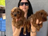 Maltipoo Yavrularım Sağlık Ve Irk Garanti̇li